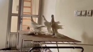Бойные голуби Пар-Парли г. Тебриз,  Иран | Tabriz Iranian Pigeons | کبوترهای ایرانی تبریز