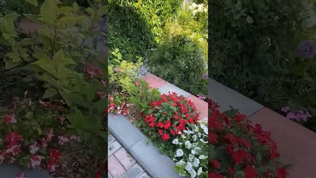 Корневая у саженцев весеннего черенкования. Открыла каталог продаж