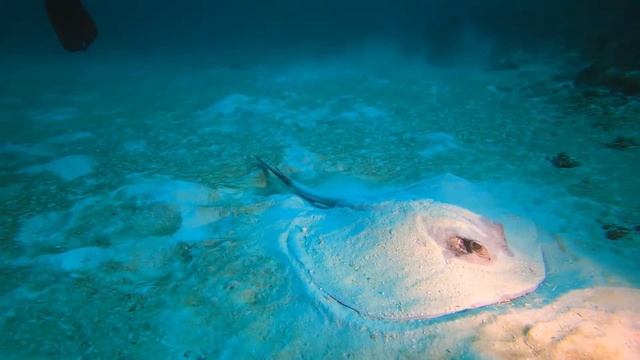 Дайвинг на мальдивах 2020(январь) смотреть онлайн