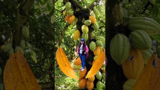 #cacao #fruits #viral #satisfying #viral #lyntek #fyp #shortsvideo смотреть онлайн