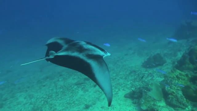 SCUBA DIVING IN THE MALDIVES смотреть онлайн