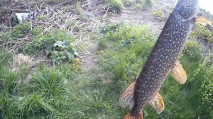 Ловля ЩУКИ на СПИННИНГ! КРУПНАЯ РЫБА! #fishing #щука #ловлящуки #рыбалка #топ #тренды #shorts #рек