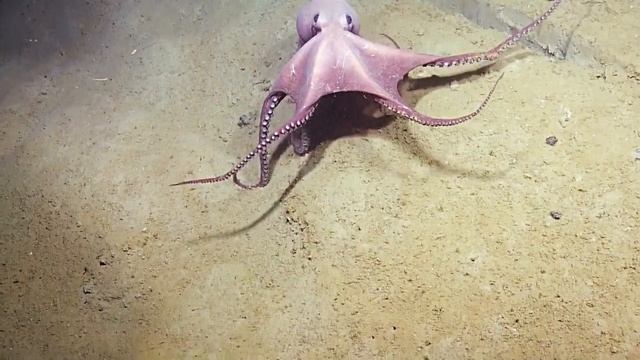 Phenomenal Purple Cephalopod Nautilus Live Remastered! смотреть онлайн