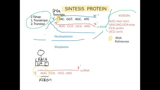 SINTESIS PROTEIN/ TRANSKRIPSI dan TRANSLASI/Sintesis POLIPEPTIDA/ Sintesis asam amino смотреть онлайн