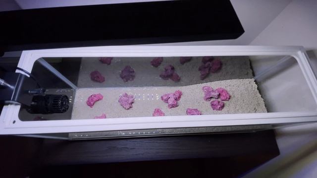 Building Macroalgae ONLY Aquarium | Start to finish! (4K) смотреть онлайн