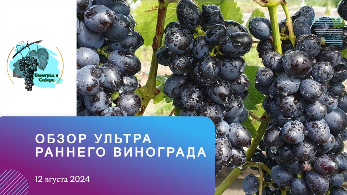 Обзор #ультра-раннего и раннего #винограда 12.08.24 смотреть онлайн