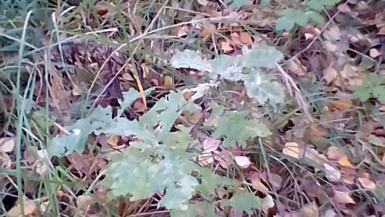 VID 20171005 163757 Жёлуди проросли Дубочки смотреть онлайн