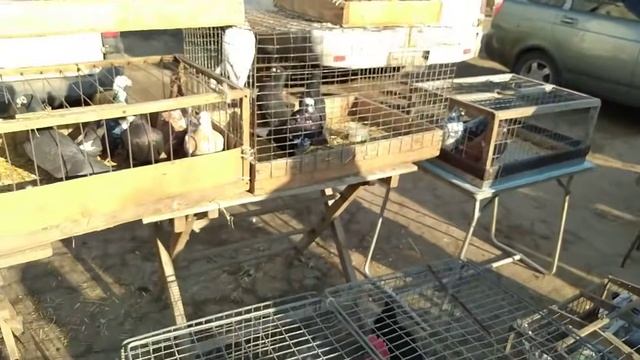 Рынок Соловки,(Голуби). Донецк.