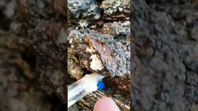 Аккуратно собираем березовый сок смотреть онлайн