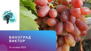 #Виноград #Виктор