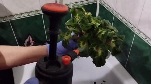 Обработка после покупки от вредителей