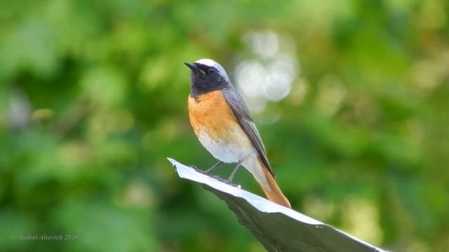 Phoenicurus phoenicurus (Redstart, Горихвостка обыкновенна) смотреть онлайн