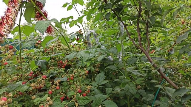 #огорододача на 3 июля 2021. помидорки и малинка. смотреть онлайн