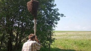 Ссыпаем рой пчёл в роевню. Прививаются на дерево. Пчеловодство.