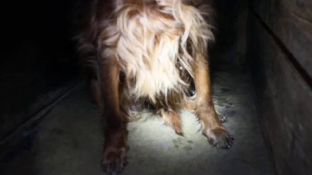 Забота о братьях наших меньших . смотреть онлайн