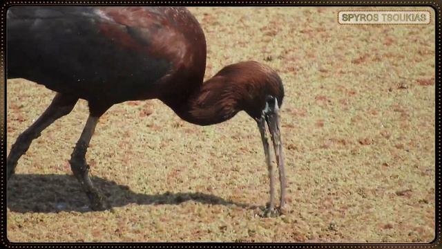 Χαλκόκοτα - Glossy Ibis bird - Plegadis falcinellus смотреть онлайн
