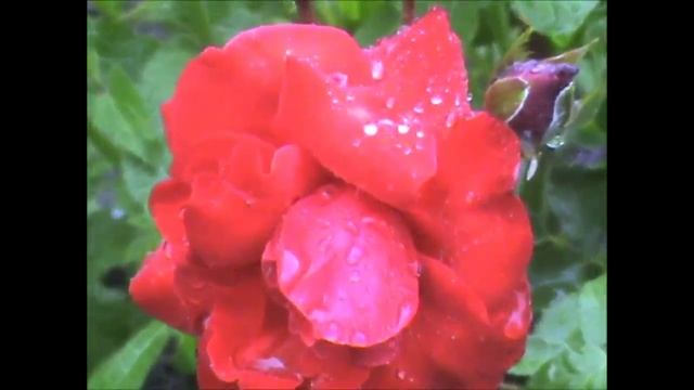 Моя стихия смотреть онлайн