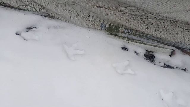 Замëрший Донец, курицы едят хлеб 🍞 смотреть онлайн