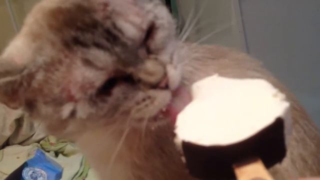 Приколы с котами.   Кошка ест мороженое!