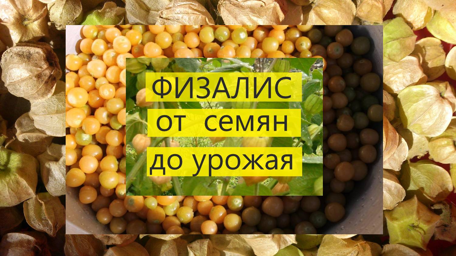 Физалис земляничный от семян до сбора урожая #33