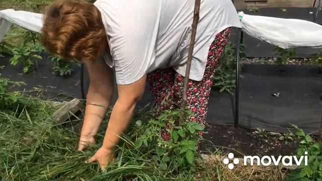 ))Что я делаю с травой))Мульча))Ужин!!! смотреть онлайн