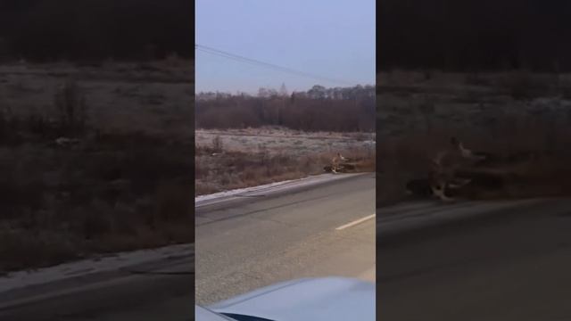 Сбили лося #животное.mp4