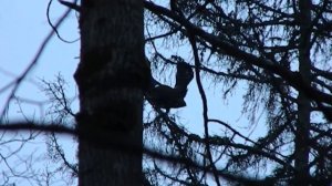 Глухариный ток 2!