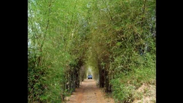 Gecko Villa Thailand смотреть онлайн