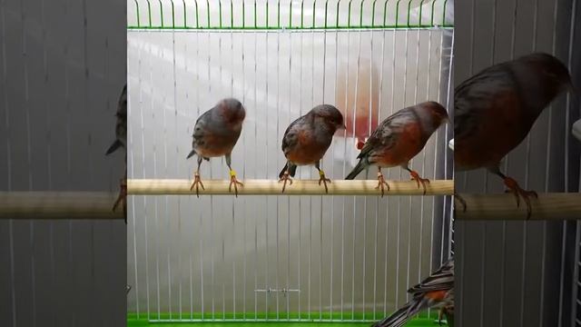 Чёрно красный мозаик тип 2 2016г. смотреть онлайн