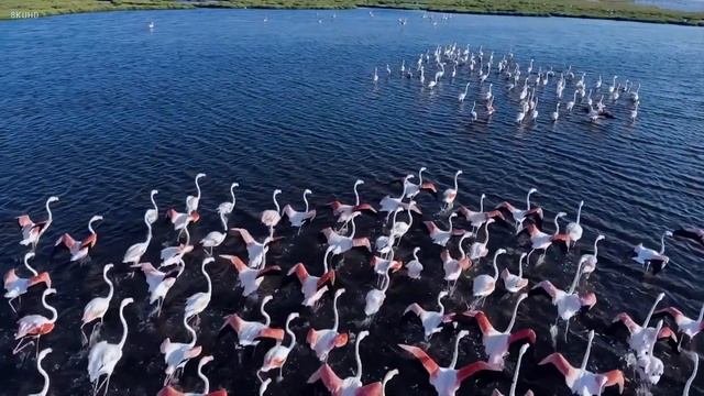 Pink Water Birds 🍀 Flamingo 🍀 Meditation Music🍀 Relaxing Music 🍀 Stress Relief Music