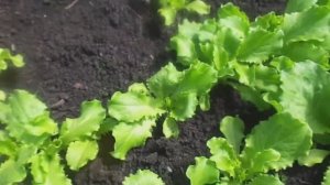 Посев Разных Сортов Салата. Сроки Сева.