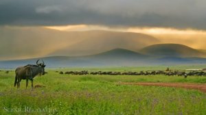 Животные Африки — живописный фильм о дикой природе с вдохновляющей музыкой!...
