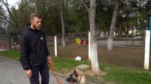 КАК ОТУЧИТЬ СОБАКУ ТЯНУТЬ ПОВОДОК.Дрессировка Бельгийской овчарки МАЛИНУА.