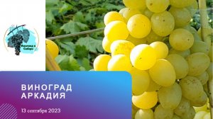 #Виноград #Аркадия