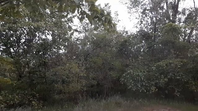 Вечернее пение птиц смотреть онлайн