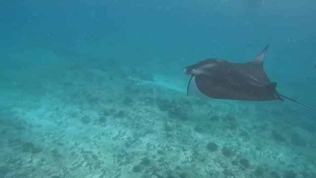 Snorkeling with Manta Rays PRIVATE TRIP Maldives смотреть онлайн