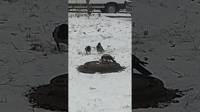 Вкусная баночка смотреть онлайн