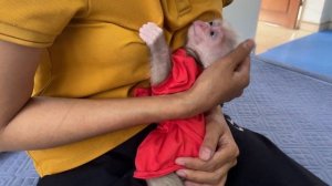 Baby monkey Abi wants to eat instant noodles in the morning