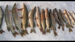 Зимняя Рыбалка На Сети/Подледный Лов Сетями!