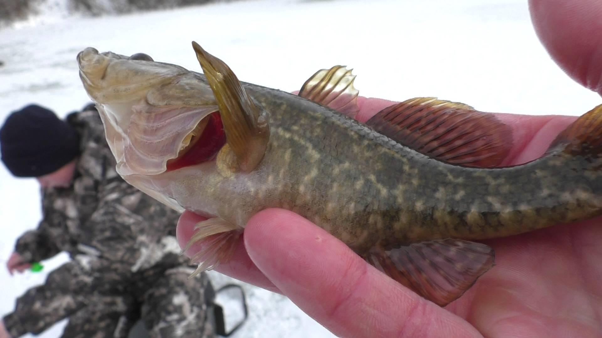 Забросили удочки и дело пошло! ЗИМНЯЯ РЫБАЛКА смотреть онлайн