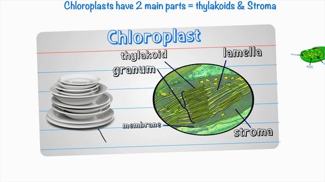 Photosynthesis 🌞 🌳 for IAL #Edexcel Made Simple смотреть онлайн
