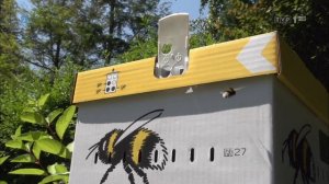 Секреты шмелей