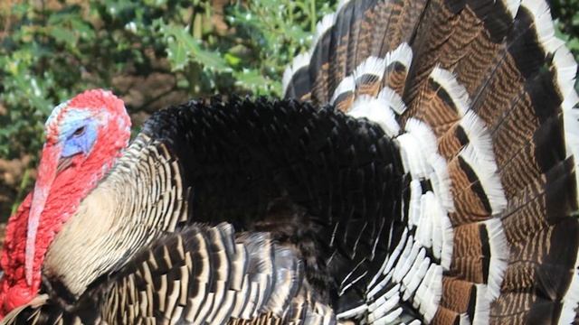 Narragansett Turkey | Flavourful Heritage Birds смотреть онлайн