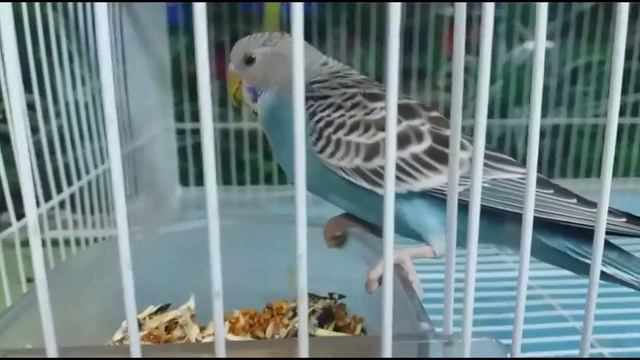 🌟ПОСЛЕДНИЙ ТЕПЛЫЙ ДЕНЬ💥КОСМЕТИКА МАК, 💥ШИНШИЛЛА 💥К СОЖАЛЕНИЮ - НЕ ВАРИАНТ. смотреть онлайн