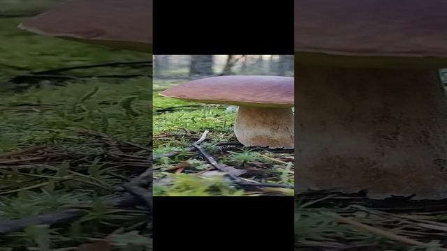 Белый гриб hd грибы 2024 смотреть онлайн