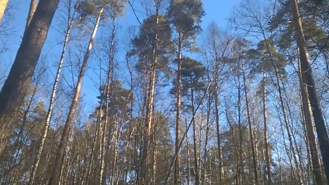 Лес в марте смотреть онлайн
