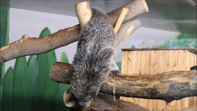 Бинтуронги в новом вольере 19.07.2024