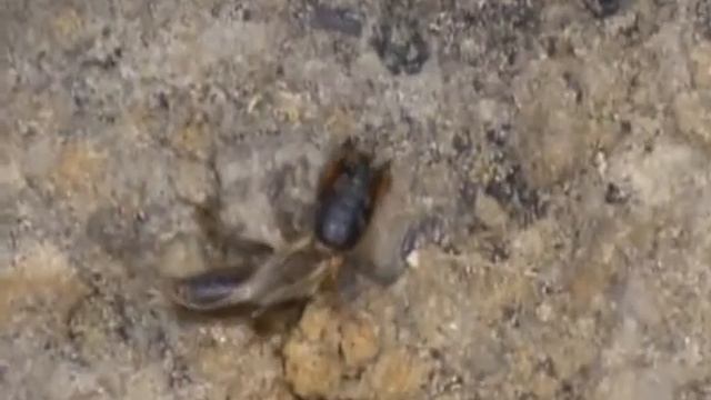 Медведки.avi смотреть онлайн