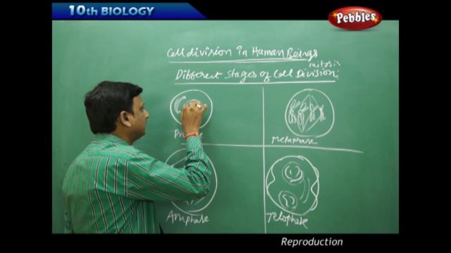 Different Stages of Cell Division : Reproduction | Biology | Science | Class 10 смотреть онлайн
