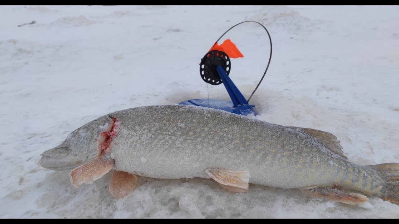 ✅РЫБАЛКА/ЖЕРЛИЦЫ/⚡ЩУКА/ ЗИМНЯЯ РЫБАЛКА НА ЩУКУ/⚡РАЗВЕДКА ПО ЩУЧЬИМ МЕСТАМ/ смотреть онлайн